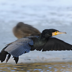 Kormoran im Anflug
Tiergarten Nürnberg
