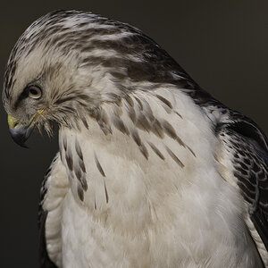 bussard 02