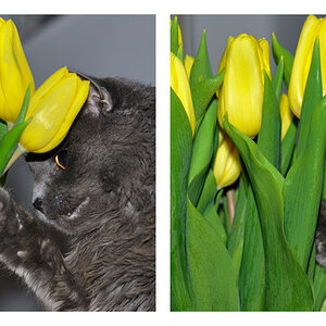 Valentinstag