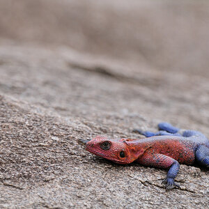 Agama mwanzae, Tansania
