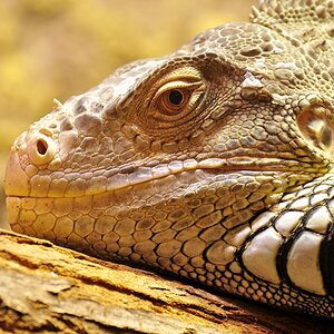 Leguan