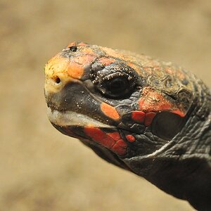 Schildkröte