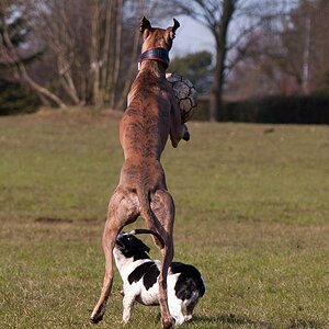 Windhund Ballannahme