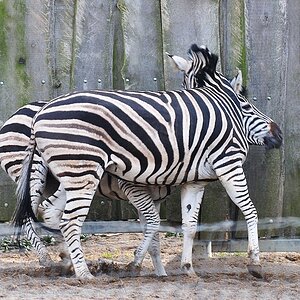 Zebras 1