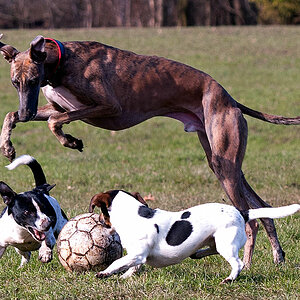 Windhund Jerry Loona