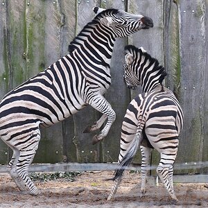 Zebras 3