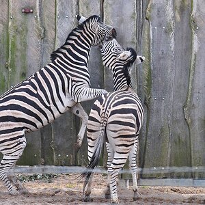Zebras 4