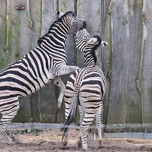 Zebras 4