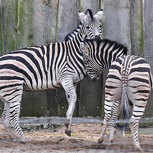 Zebras 2