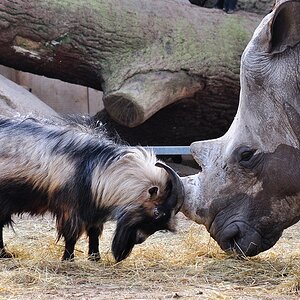 Ziegenbock gegen Nashorn