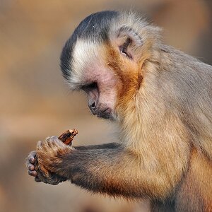 Affe 1