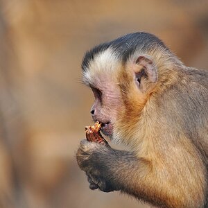 Affe 2
