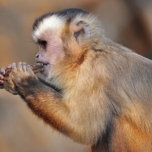 Affe 3