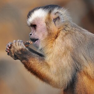 Affe 4