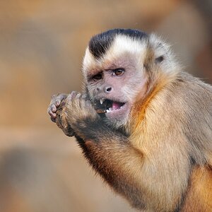 Affe 5