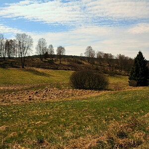 Narzissenwiese