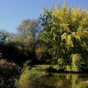 herbstbaum3