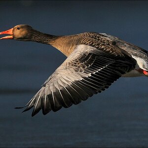 aacomp bramfsee 0915