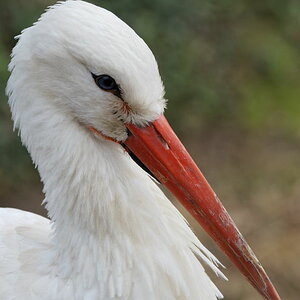 Storch 1