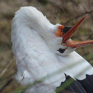 Storch 2