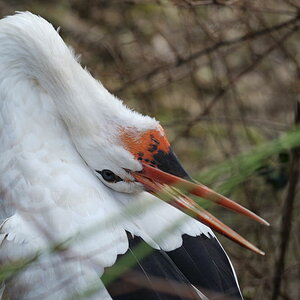Storch 3