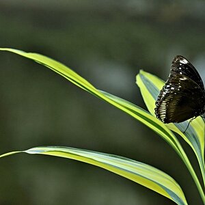 Schmetterling u. Pflanze 2039