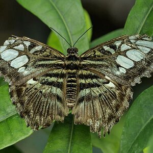 Alter Schmetterling 1970