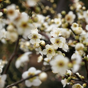 pflaumenblüte in suzhou
