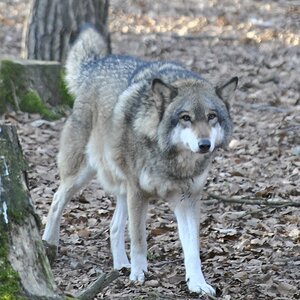 Wolf1