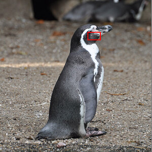 pinguin