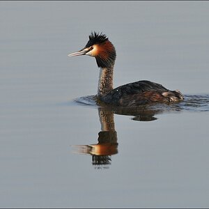 aacomp Nabu Wedel 20110327 1035