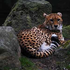 Gepard liegend klein