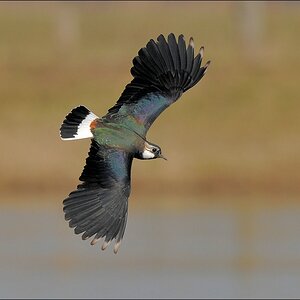 aacomp Nabu Wedel 20110327 1575