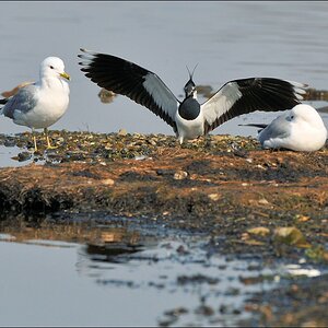 aacomp Nabu Wedel 20110327 1572