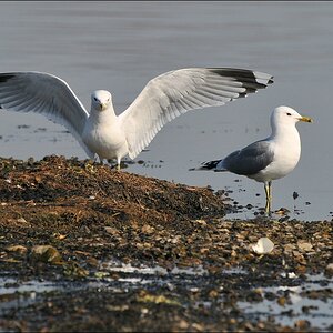 aacomp Nabu Wedel 20110327 0809