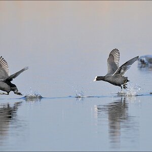 aacomp Nabu Wedel 20110327 1243