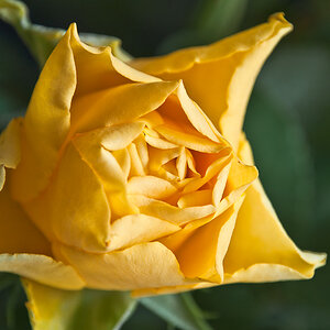 rose3