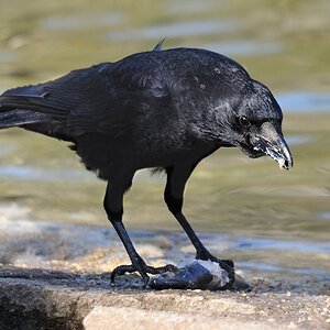 Krähe - ein paar schnelle Happen
Tiergarten Nürnberg