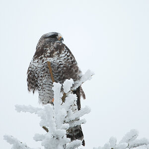 unbekannter Greifvogel