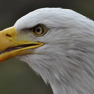 Weisskopfseeadler