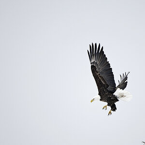Adler fliegend
