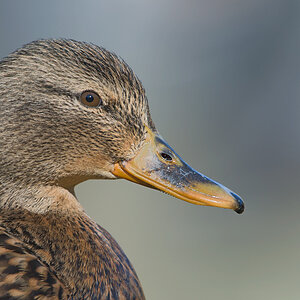 Stockentenportrait  11B 4543 bearbeitet 26. Februar 2011 001
gezeigt in: "zeigt her Eure Vögel"
