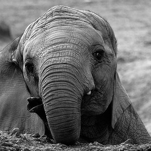 DSC 0012 bearbeitet klein B&W