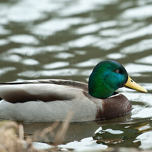 Ente 1