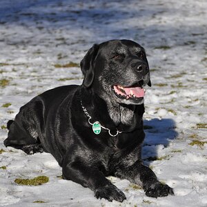 Cooper 2 ,12 Jahre