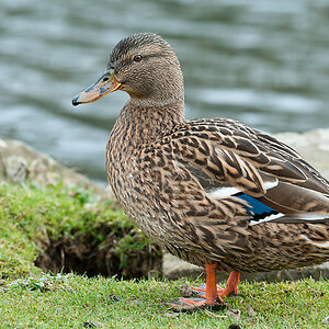 Ente 4