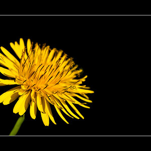 bettseicher 2