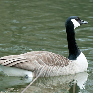 Ente 5