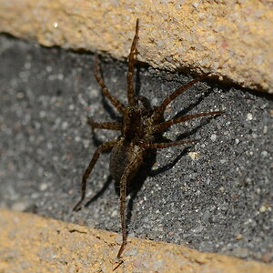 spinne