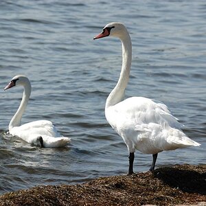 Familie Schwan